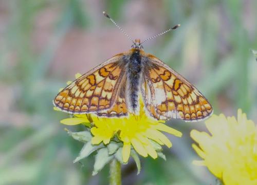 Réf. 300 860 : Euphydryas aurinia